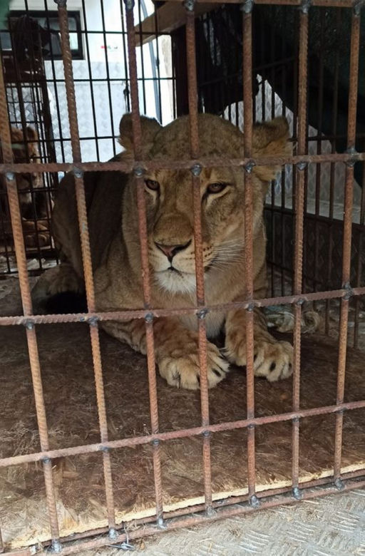 Poznańskie ZOO ratuje dzikie zwierzęta z Ukrainy