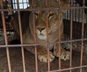 Poznańskie ZOO ratuje dzikie zwierzęta z Ukrainy