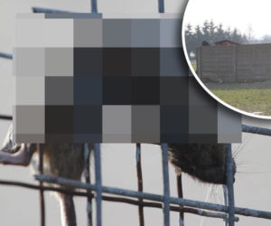 OBRZYDLISTWO szczątki zwierząt wisiały na płotach! Co się wydarzyło na byłej fermie? [DRASTYCZNE ZDJĘCIA]