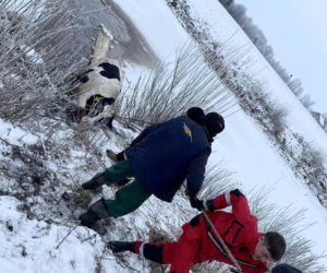 Filipów Trzeci. Strażacy uratowali krowę z przerębli