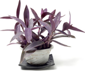 Trzykrotka purpurowa