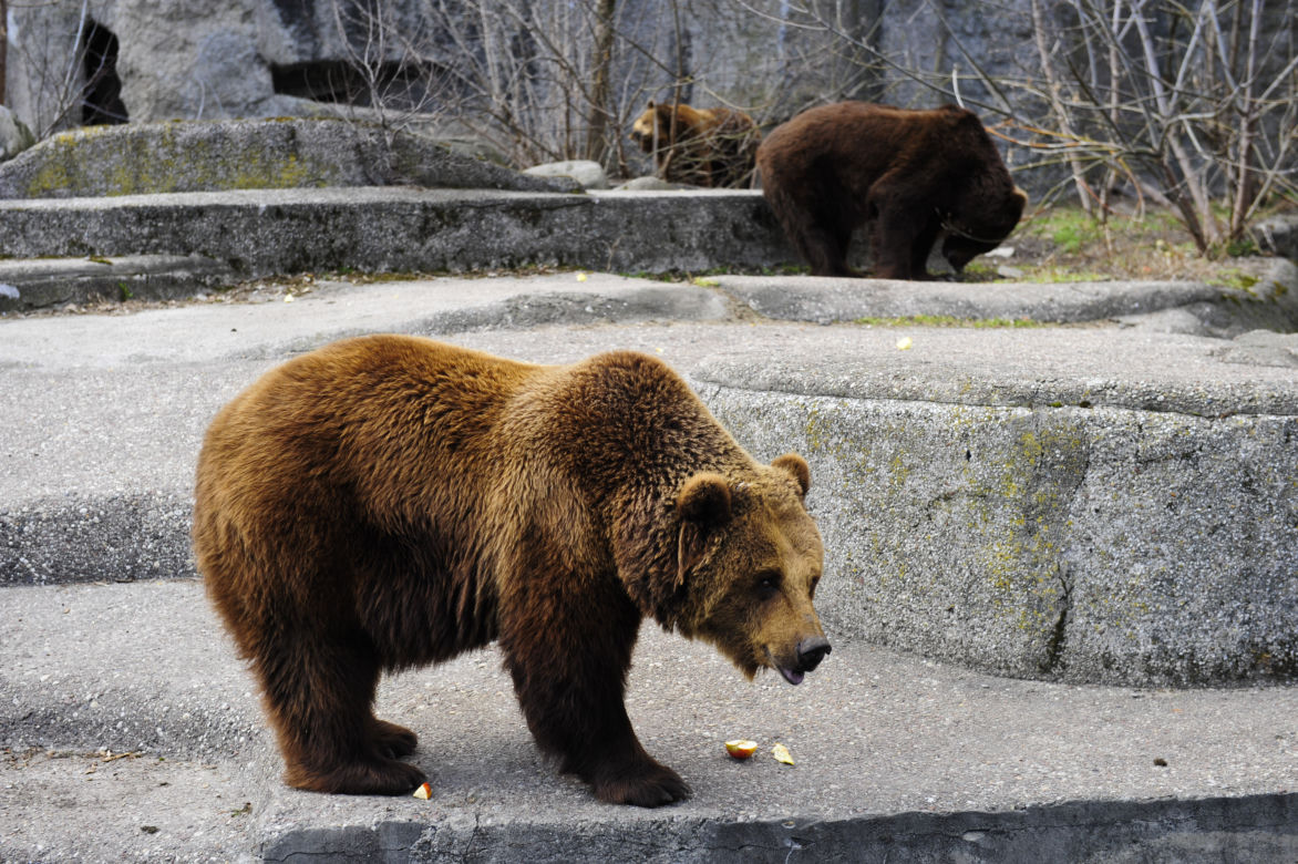 Koniec z misiami w zoo!