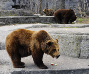Koniec z misiami w zoo!
