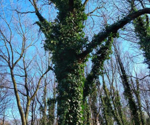 Park im. Tadeusza Rejtana w Łodzi