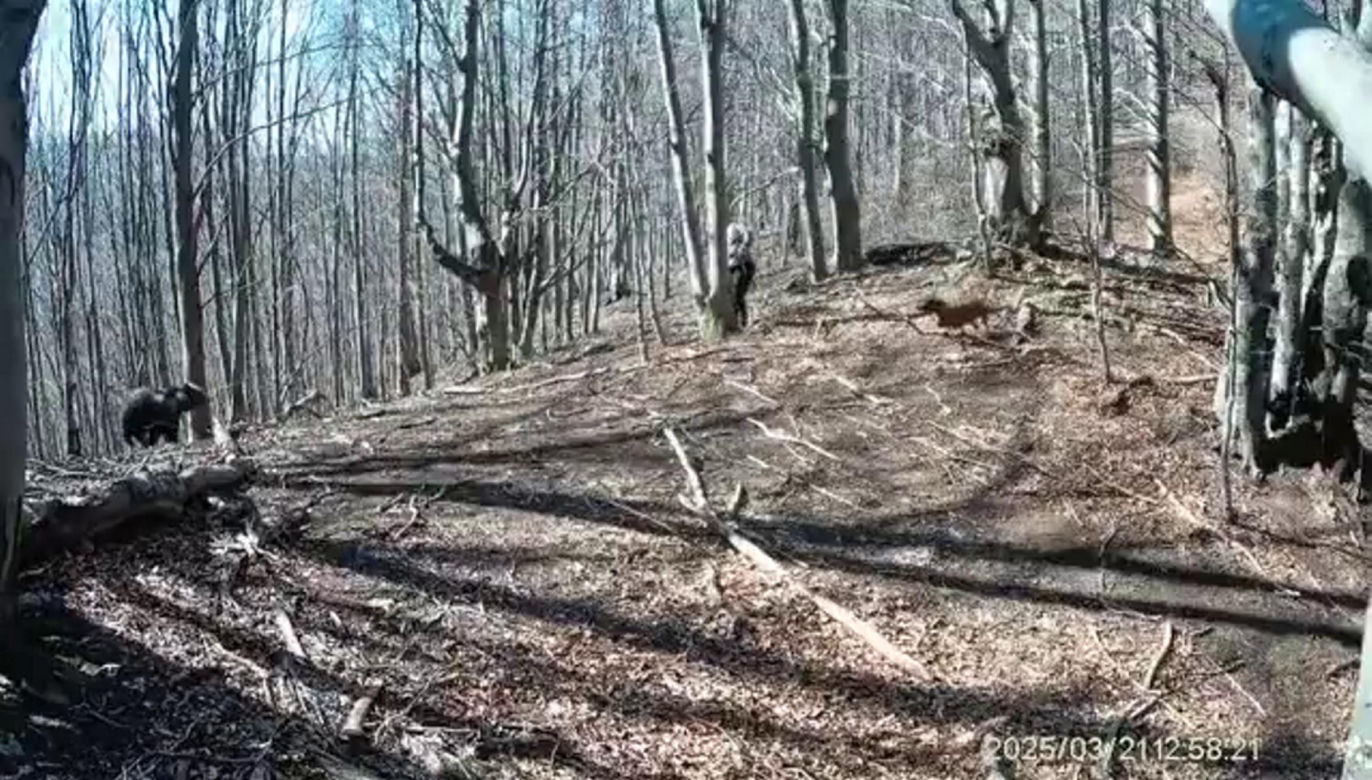 Atak niedźwiedzia na człowieka na Słowacji! Wideo mrozi krew w żyłach