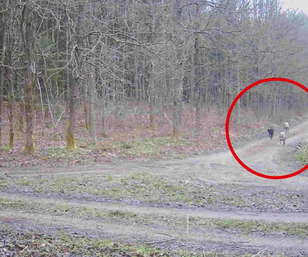 CZARNY WILK, czy to możliwe?! Leśnicy z Wichrowa opublikowali ZASKAKUJĄCE NAGRANIE