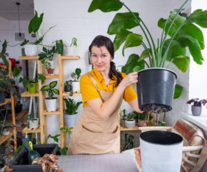 Przesadzanie strelicji