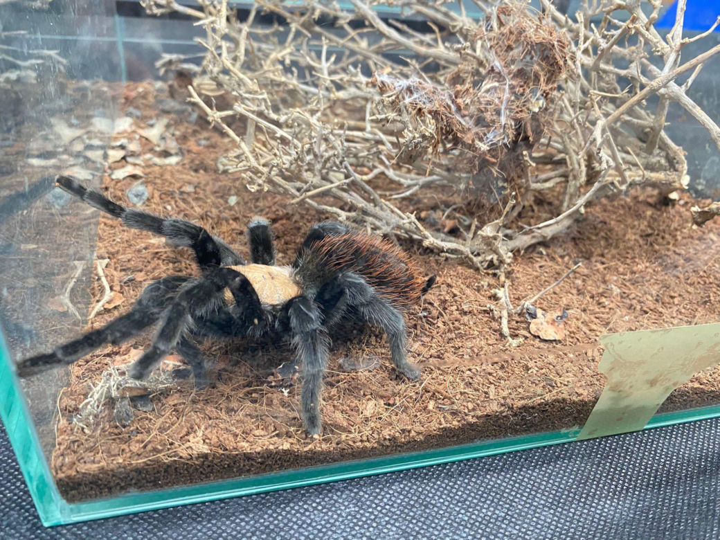 Zooegotyka w Zielonej Górze. Do hali CRS przybyły tłumy