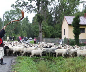 Tradycyjny góralski redyk. Sprawdź terminarz na 2026 rok