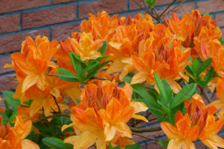Azalia wielkokwiatowa - Rhododendron