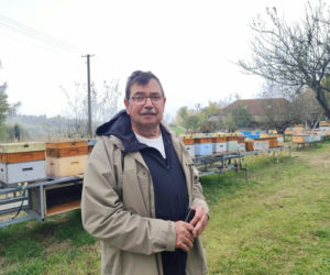 Szerszeń azjatycki już w Polsce! „Niszczy całe rodziny, całe ule”. Niepokojące odkrycie