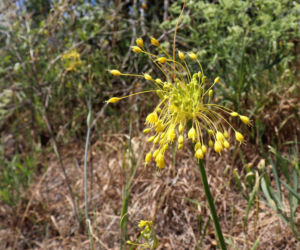 Allium flavum