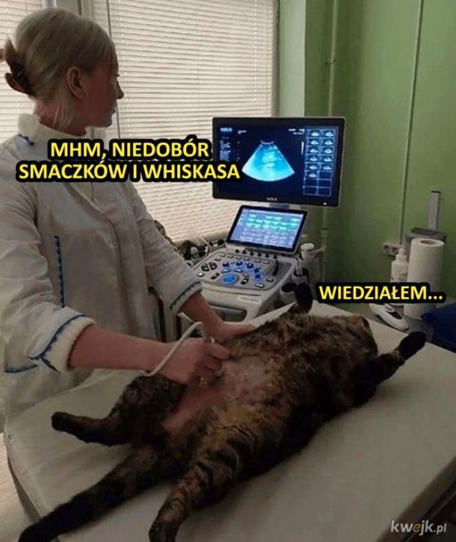 Koty opanowały internet!