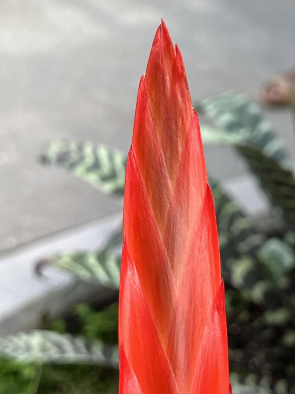 Frizea lśniąca (Vriesea splendens) 