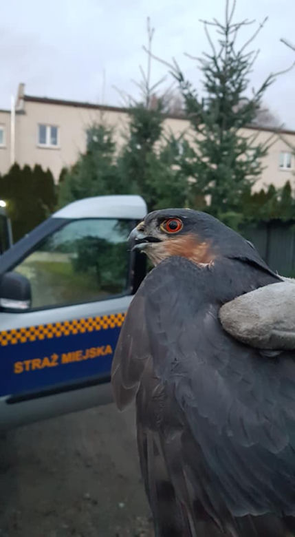 Poznań: Drapieżnik potrzebował pomocy. Mógł tam zginąć!
