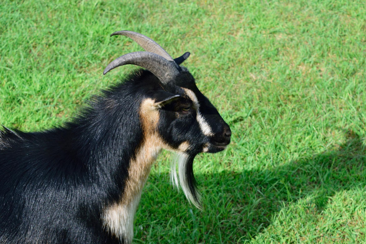 Koza nigeryjska karłowata (Nigerian Dwarf)