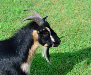 Koza nigeryjska karłowata (Nigerian Dwarf)