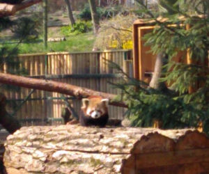 Pandy w Ogrodzie Zoobotanicznym w Toruniu