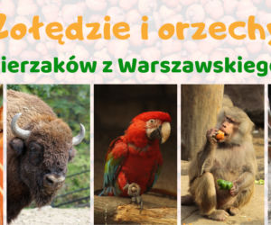 Żołędzie i orzechy dla zwierząt z Warszawskiego ZOO