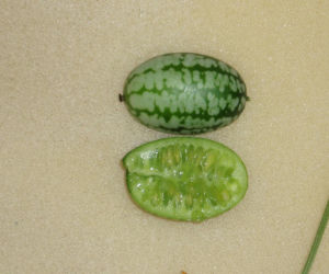 Ta roślina wygląda, jak mini arbuz. Ma szerokie zastosowanie w kuchni, a jej smak z pewnością was zaskoczy