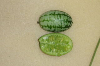 Ta roślina wygląda, jak mini arbuz. Ma szerokie zastosowanie w kuchni, a jej smak z pewnością was zaskoczy