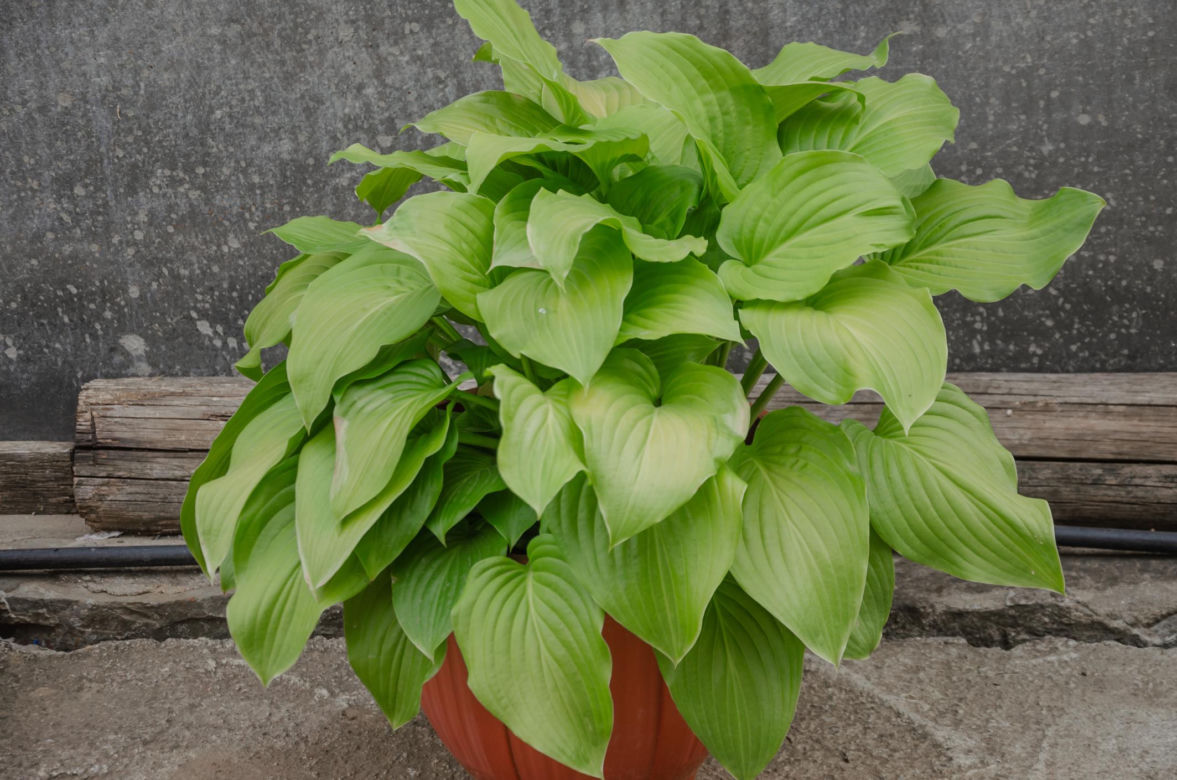 Funkia ogrodowa (Hosta)