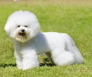 Bichon Frise