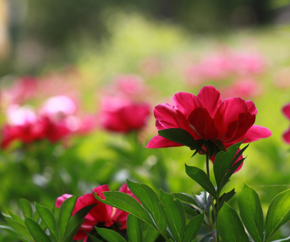 Ogród Botaniczny w Łodzi to nie tylko tulipany! Te piękne kwiaty mają teraz szczyt kwitnienia! Trudno oprzeć się ich zapachowi