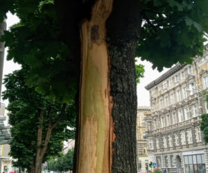 Ktoś celowo okalecza drzewa w centrum Szczecina