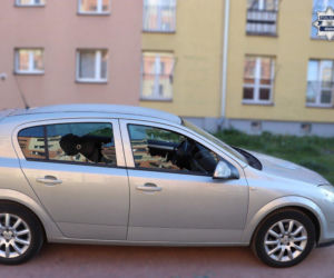 Wandal w rękach policji