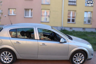 Wandal w rękach policji