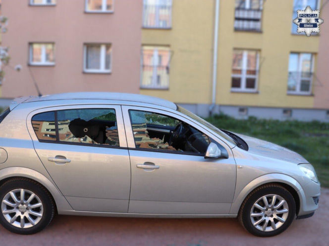 Wandal w rękach policji