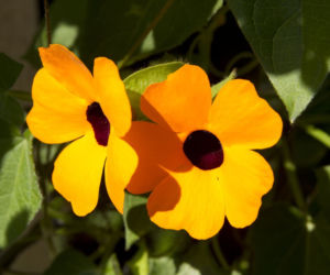 Tunbergia oskrzydlona