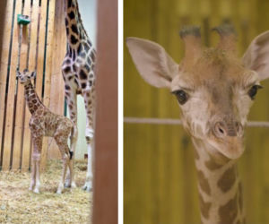 Tyle zapłacono za nowe imię dla żyrafy! Maluch przyszedł na świat w gdańskim zoo