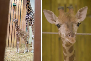 Tyle zapłacono za nowe imię dla żyrafy! Maluch przyszedł na świat w gdańskim zoo