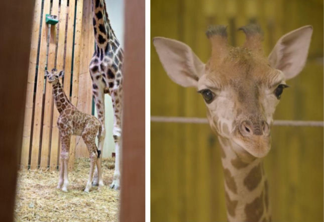 Tyle zapłacono za nowe imię dla żyrafy! Maluch przyszedł na świat w gdańskim zoo