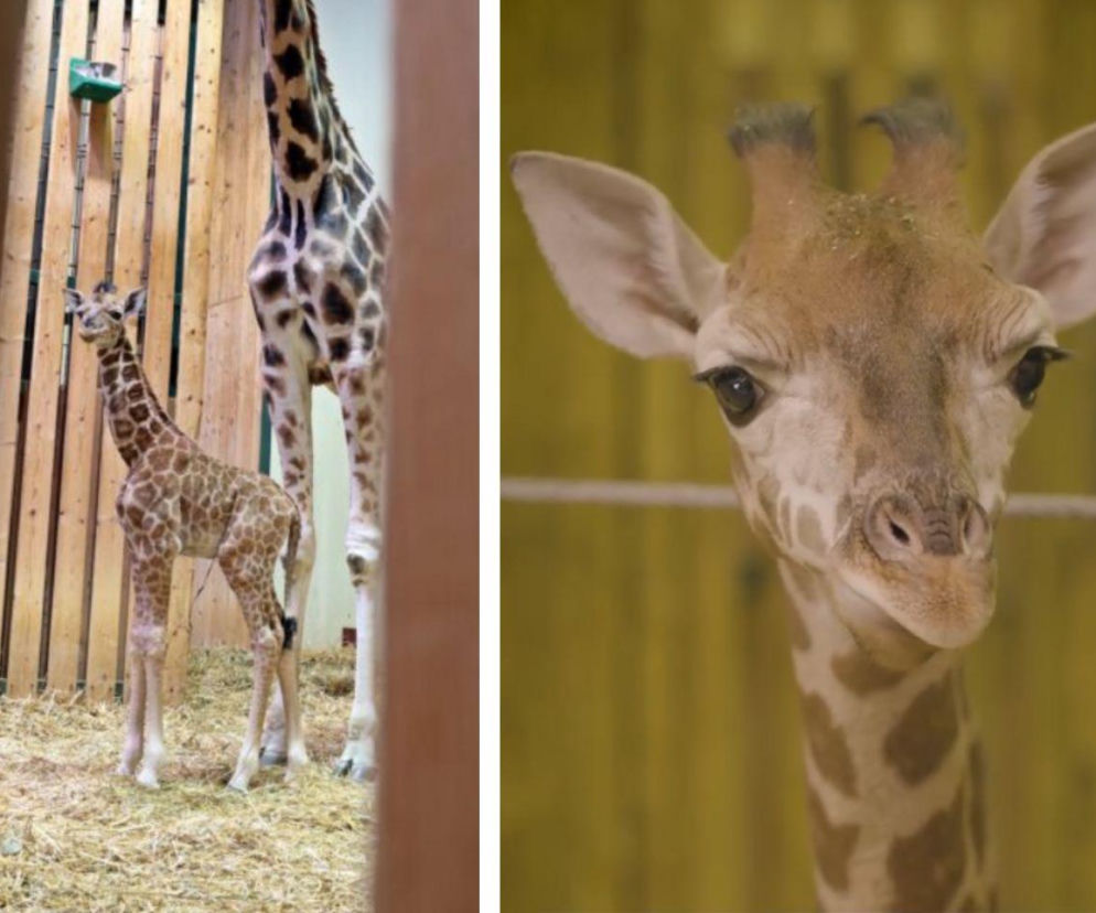 Tyle zapłacono za nowe imię dla żyrafy! Maluch przyszedł na świat w gdańskim zoo