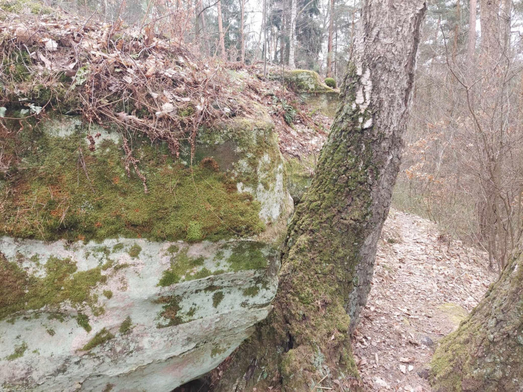 Rezerwat Przyrody "Skały pod Adamowem"