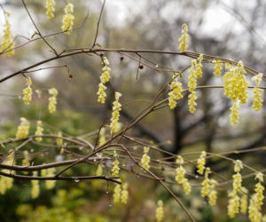 Arboretum w Wojsławicach otwarte po zimowej przerwie