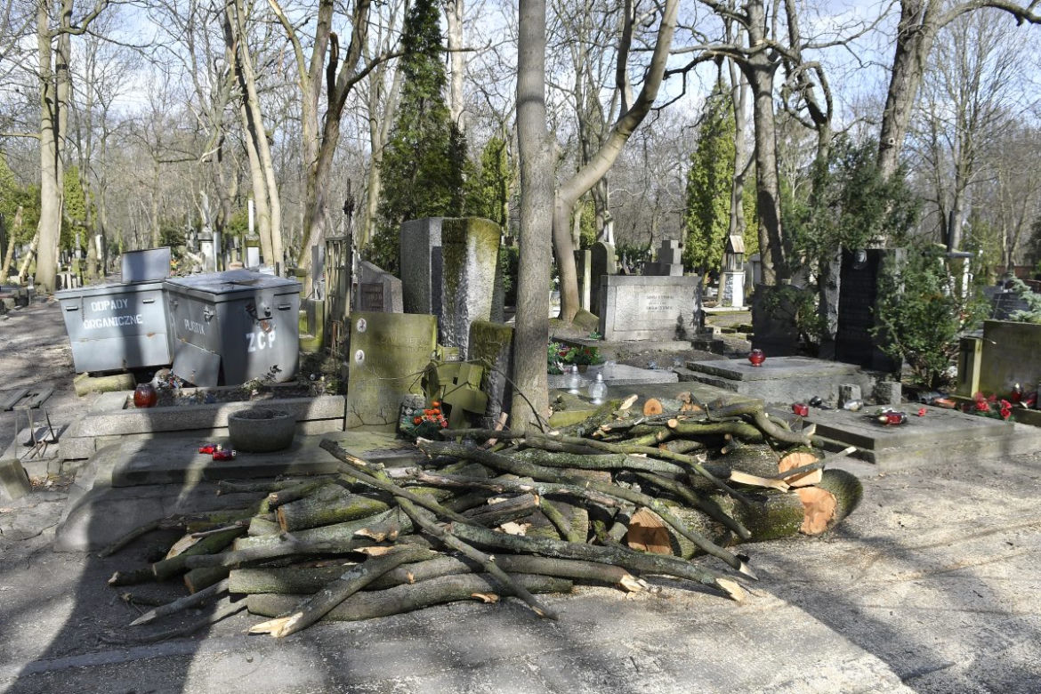 Powalone drzewa na Cmentarzu Powązkowskim