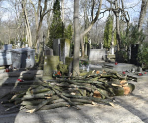 Powalone drzewa na Cmentarzu Powązkowskim