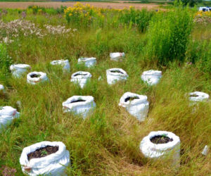 Dwie duże plantacje marihuany w gminie Dobrzyń nad Wisłą zlikwidowane! Tak wyglądały
