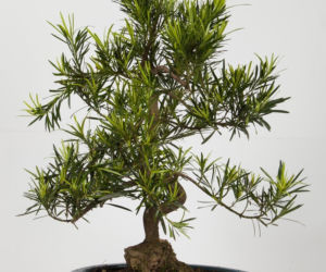 bonsai