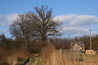 Cisza, las i brak ludzi. Najgorsza wieś do życia w Śląskiem