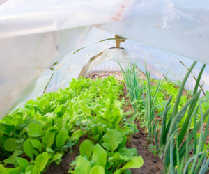 Uprawa warzyw w tunelu foliowym