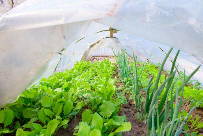 Uprawa warzyw w tunelu foliowym