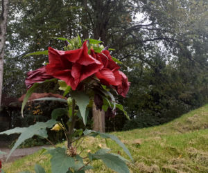 Arboretum Bolestraszyce