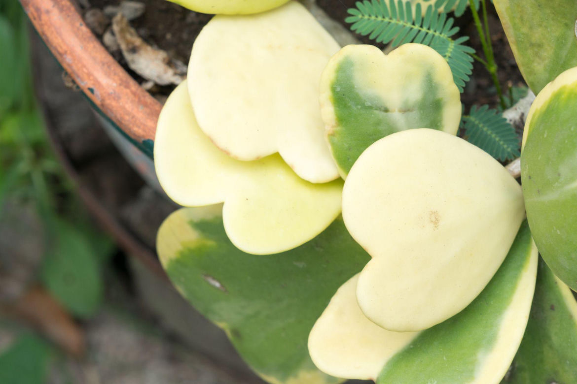 Hoya kerrii
