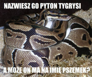 PYTON W MEMACH