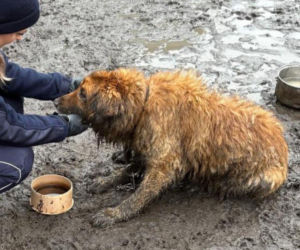 Sytuację uratował przypadkowy przechodzień